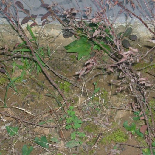 DSCF4964(1)